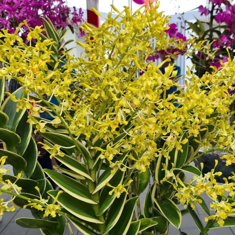 HOA LAN DENDRO NẮNG RỒNG XANH (THANH LONG)