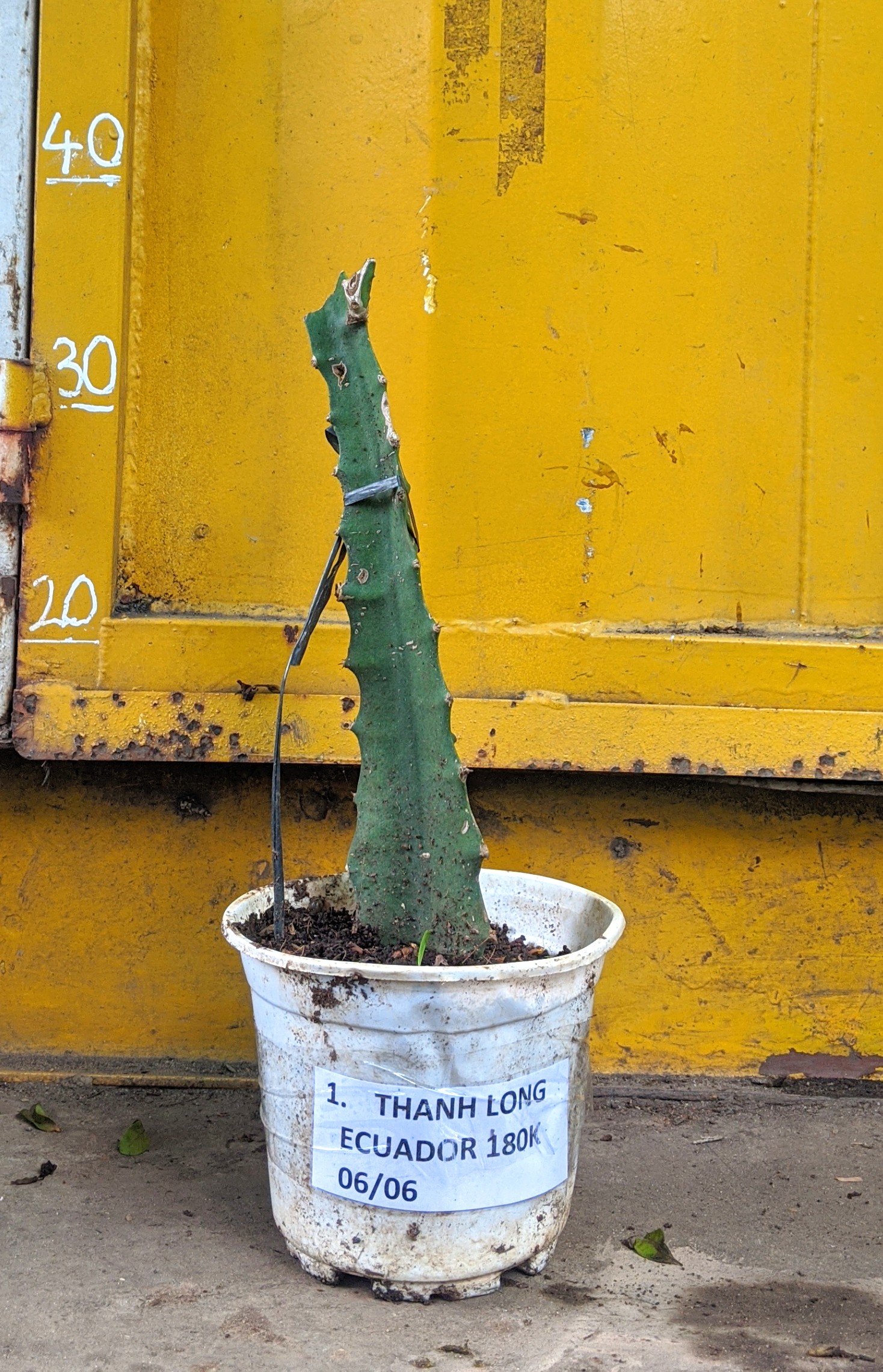 Cây Giống Thanh Long Vàng Ecuador
