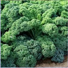 HẠT GIỐNG CẢI XOĂN KALE gói 5gr