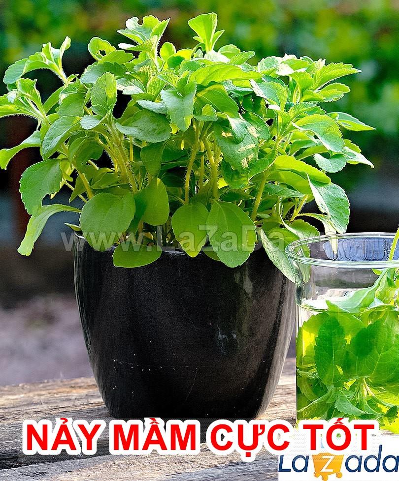 5h Hạt Giống Cỏ Ngọt Stevia (TLB4| C26*V32*M187)