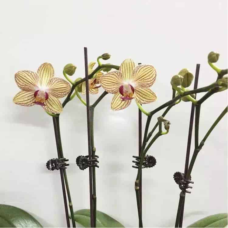 Set 100 kẹp bướm cố định hoa lan