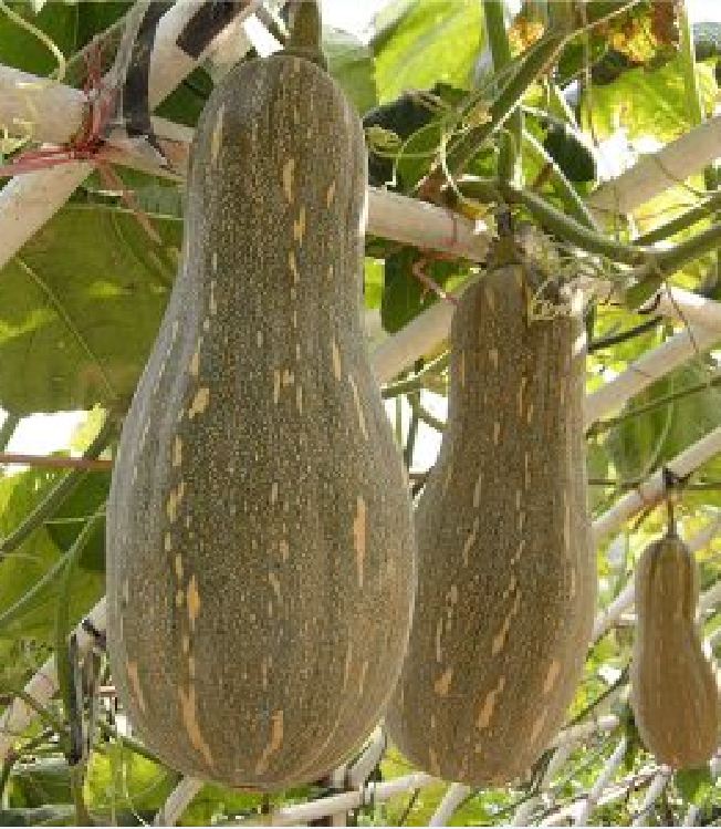 Hạt giống Bí Mật ( bí đỏ )  F1  - Gói 10 hạt