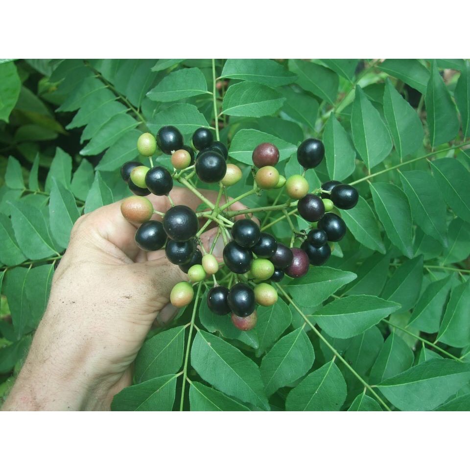 Lá Cà Ri Tươi (500 gram ) Gia Vị Cho Món Ăn Thơm Ngon