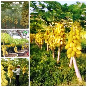 Hạt giống đu đủ vỏ vàng