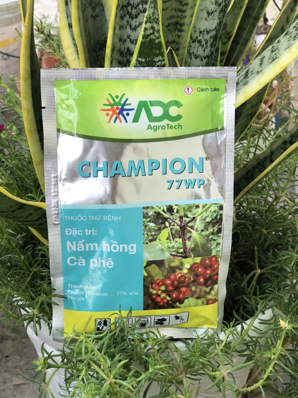 Champion 77WP Đặc tri nấm hồng và thán thư 100gr