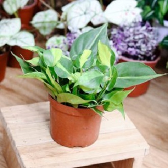 Chậu cây Philodendron hederaceum ‘Brasil’ (Philodendron ‘Brasil’) – Trầu Bà Brazil (Trầu Bà Brasil)