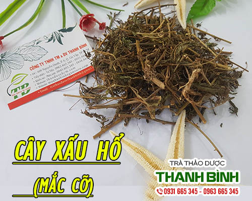 Cây xấu hổ khô 1kg - đông y thanh bình