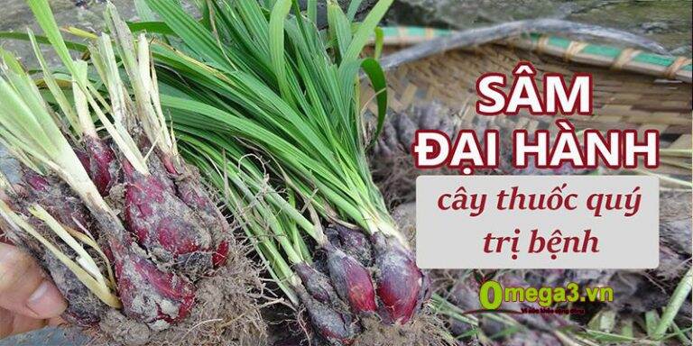 Combo 50 củ giống , cây giống sâm đại hành . lh 0982 772 015