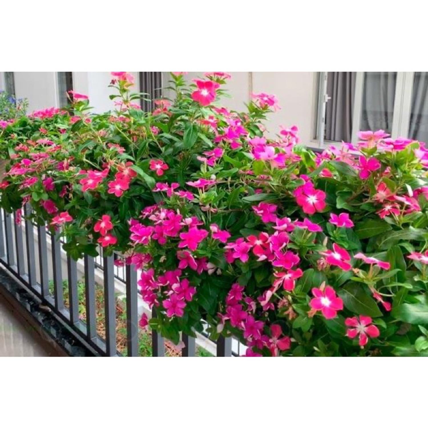 Cây Catharanthus roseus (hoa dừa cạn) màu hồng