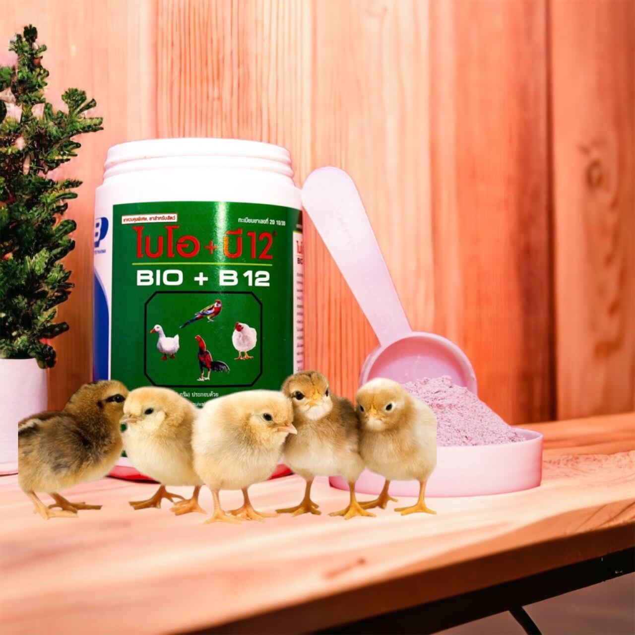 BIO-B12  ÚM GÀ CON GÀ ĐÁ 1 HỦ