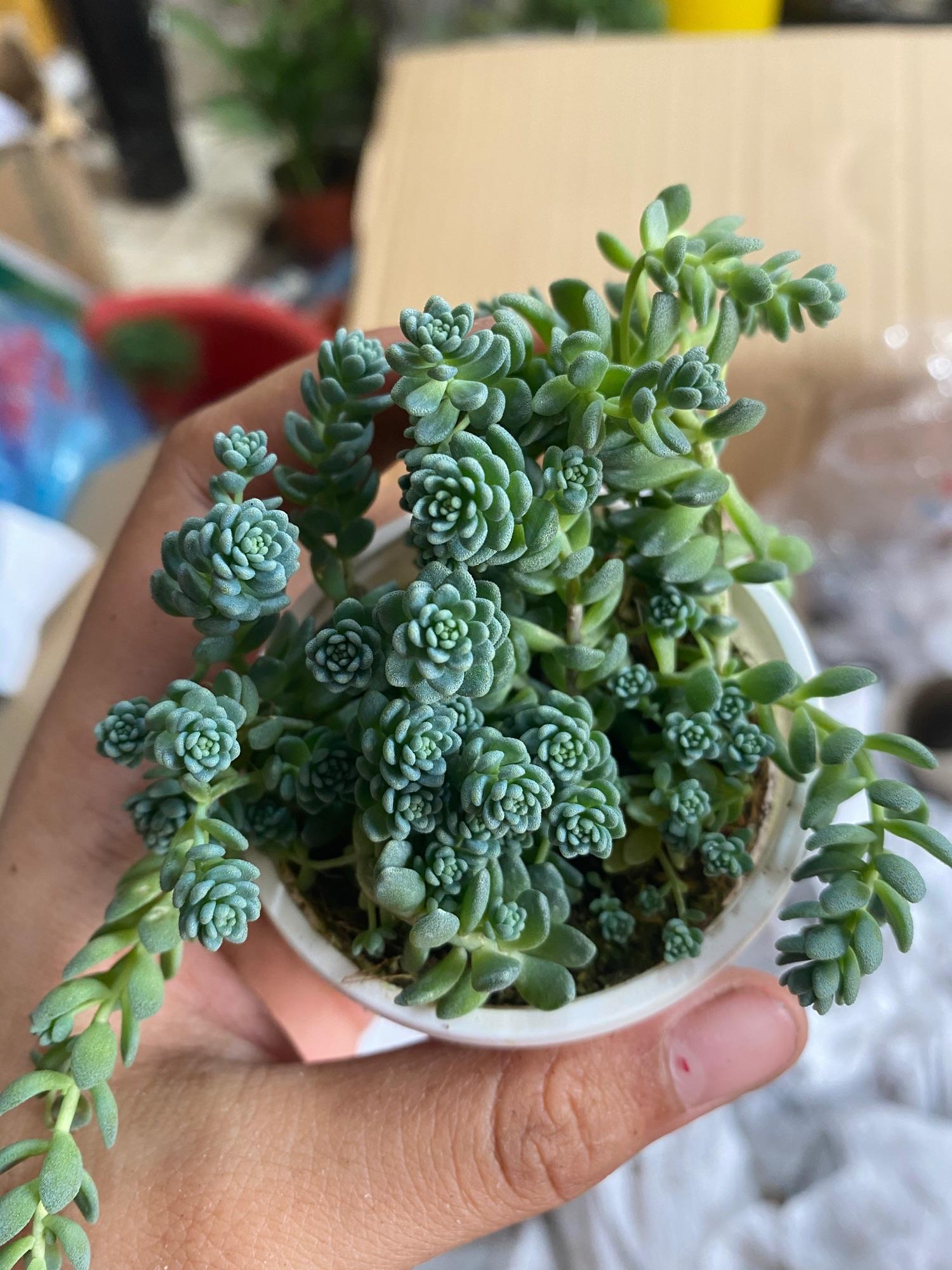 SEN ĐÁ SEDUM HOA HỒNG - Nhỏ