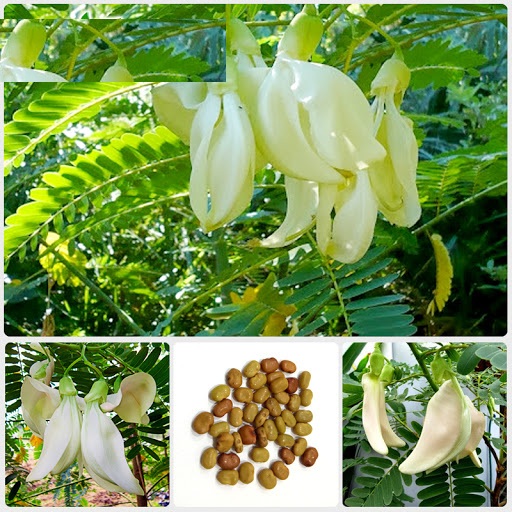 Hạt giống cây bông so đũa trắng(Gói 50 hạt)