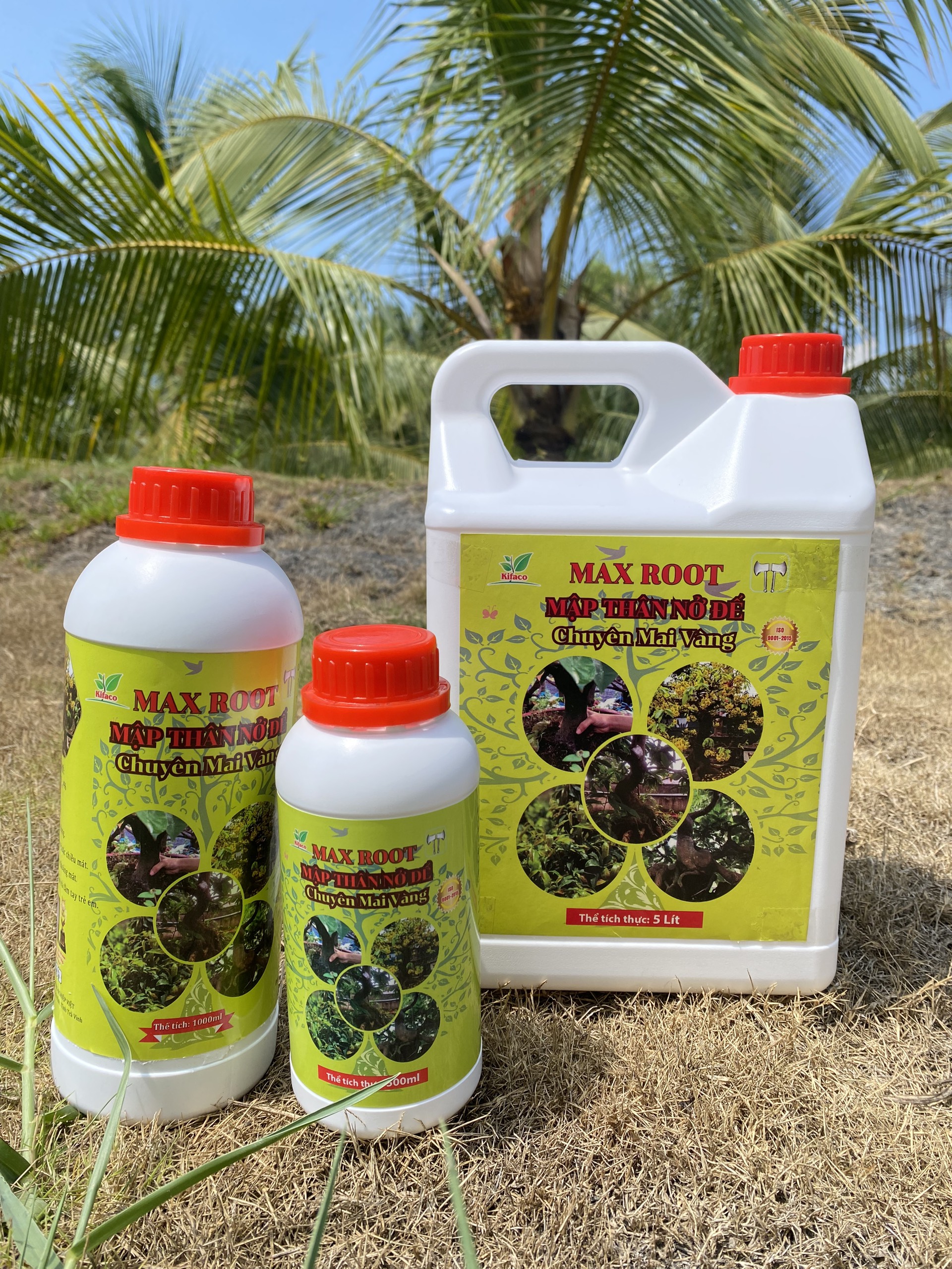 PHÂN BÓN MAX ROOT – MẬP THÂN NỞ ĐẾ CHUYÊN MAI VÀNG