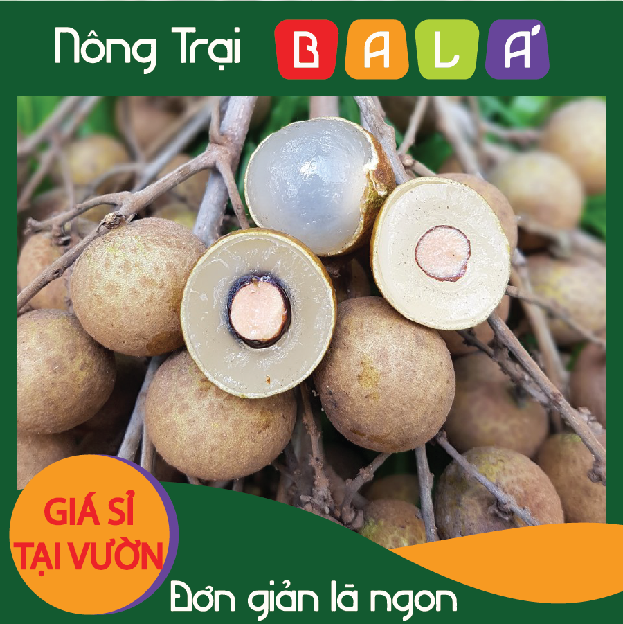 HCM - Nhãn Ido giá tại vườn (kg) - [Giao nhanh TPHCM]