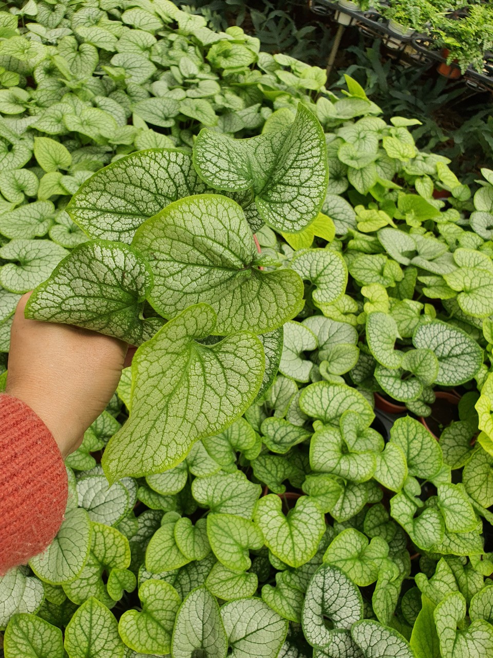Cây brunnera lá hình trái tim.