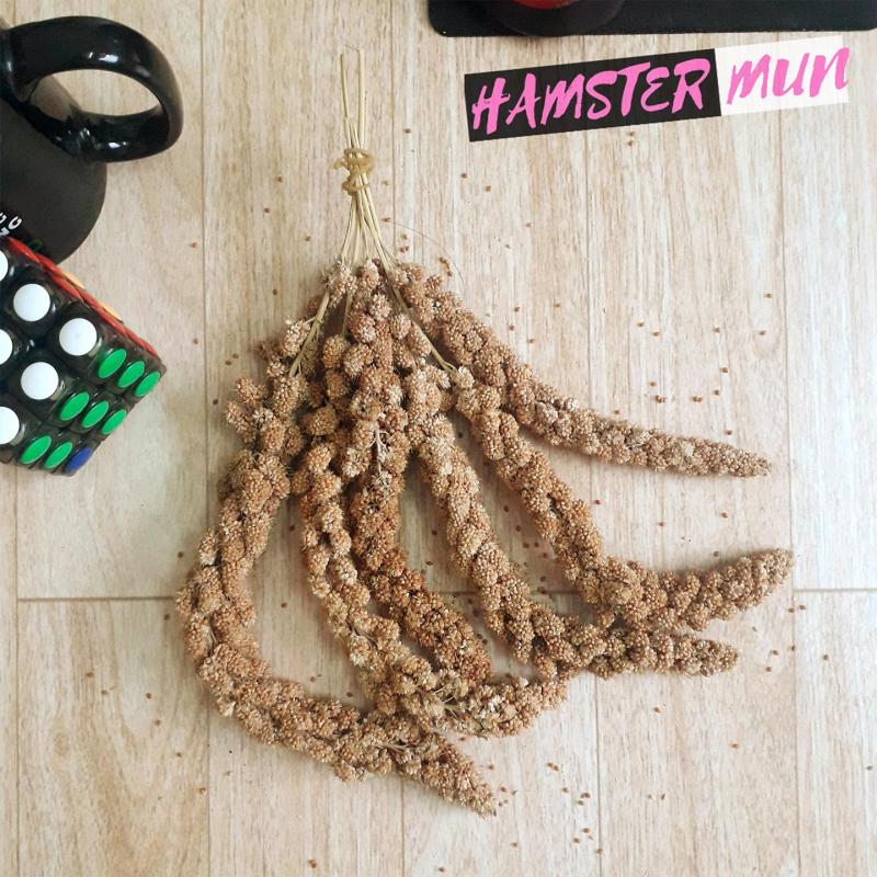 Kê sợi dành cho hamster đuôi mập sóc chim