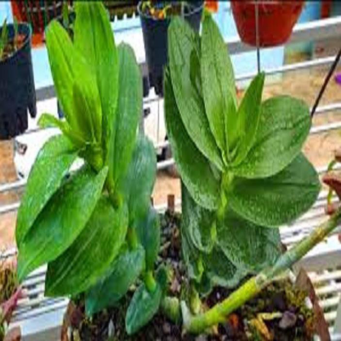 Hoa lan phi điệp- mít xuân sơn+ 700g phân thỏ hữu cơ