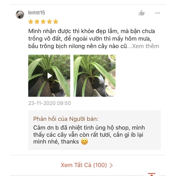 Cây lá dứa ( lá nếp ) link rễ trần cây to khoẻ 20-30cm