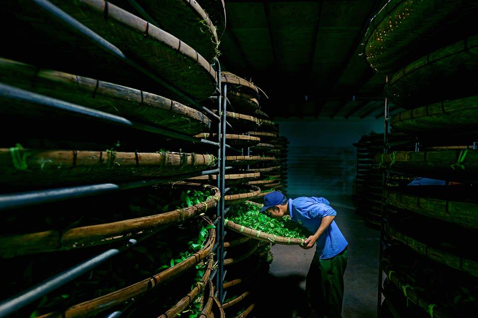Combo 5kg Premium Moc Son Lai Tea