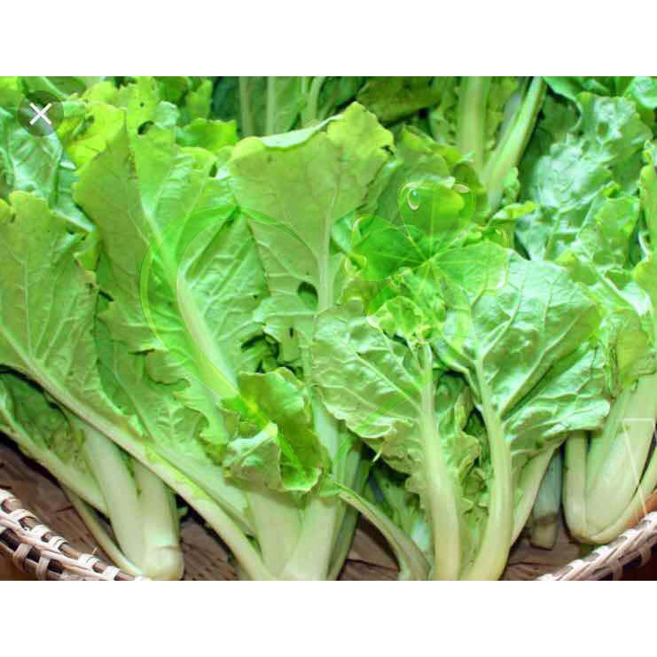 Hạt giống cải bẹ dún - gói 10 gram