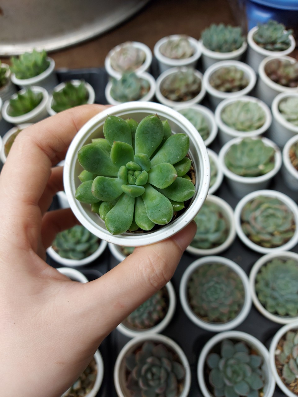 Sen đá cỡ nhỏ ngẫu nhiên
