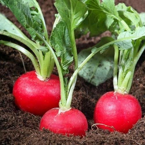 Hạt Giống Củ Cải Đỏ F1. Túi 2 Gram. Nhiều Dinh Dưỡng - Năng Xuất Cao - Dễ Trồng