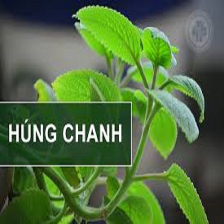 CHẬU CÂY HÚNG CHANH ( CÂY RAU TẦN LÁ DÀY )-DƯỢC LIỆU QUÝ