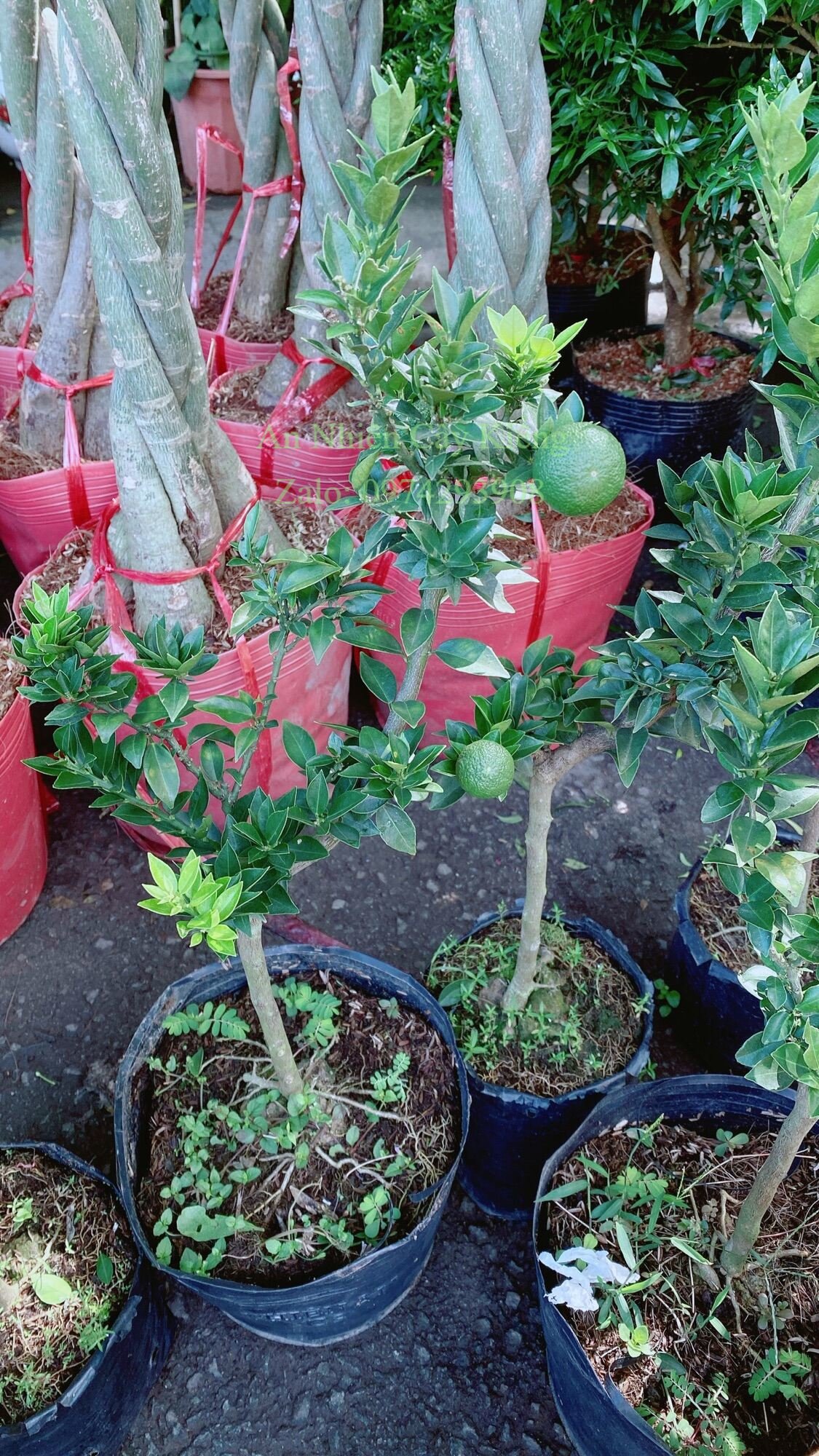 Cây Quýt Nhật