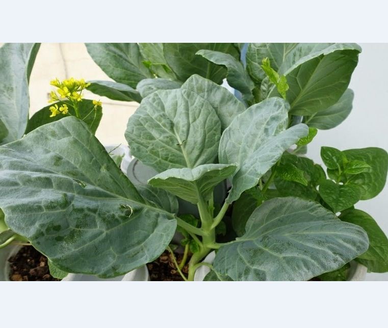 "Gói 20Gr Hạt " Hạt giống rau cải rổ - cải làn- giống F1 sinh trưởng khỏe