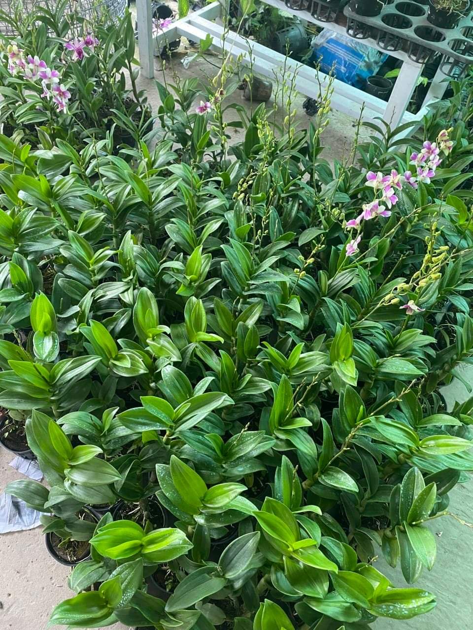 HOA LAN ĐỒNG TIỀN 3 MÀU