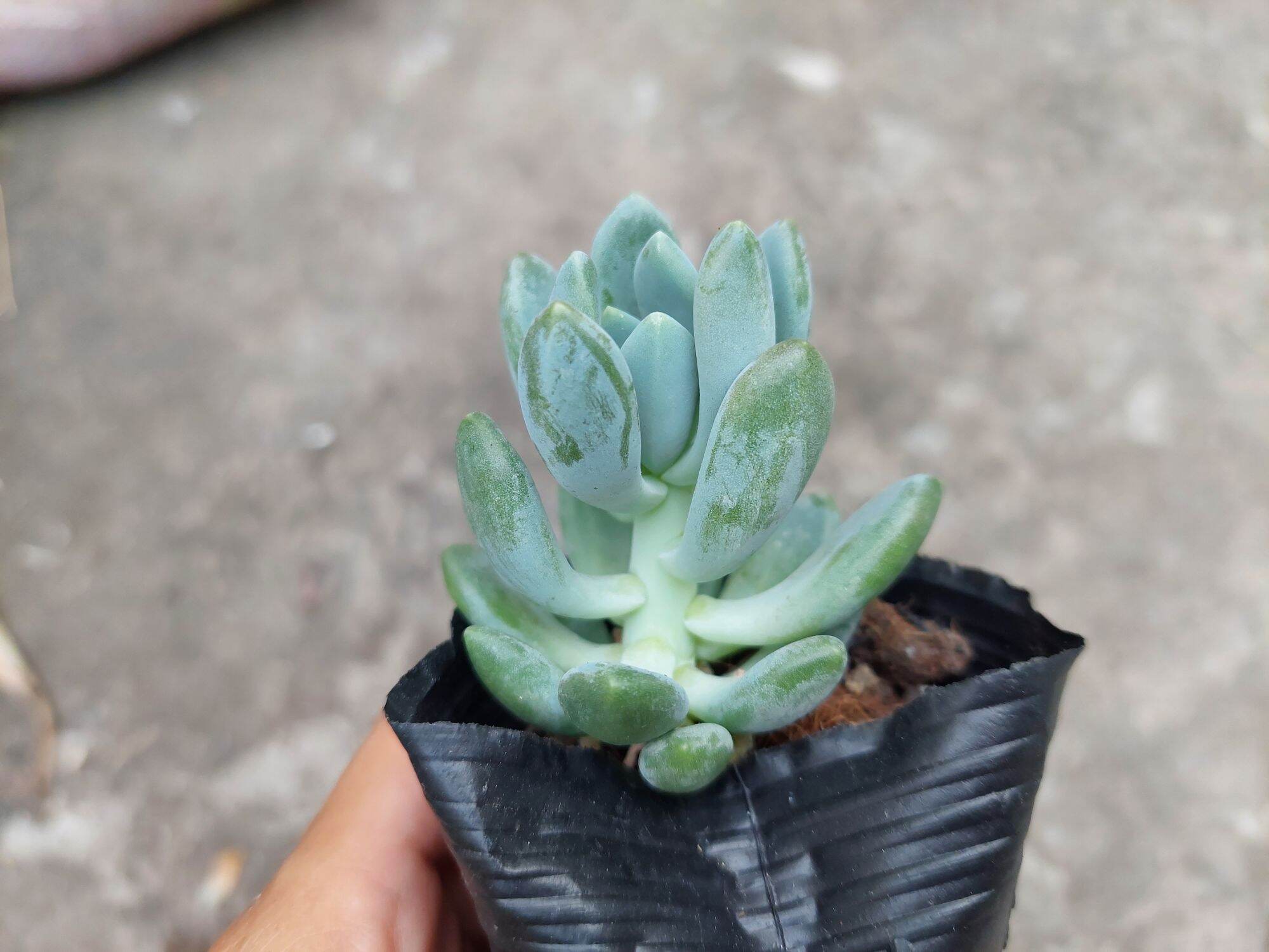 Sen đá SỎI TRẮNG giống mới size bầu 5-6cm