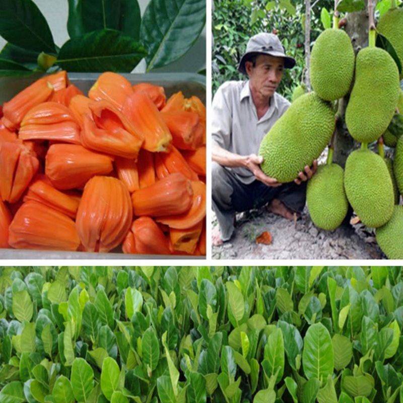 Cây giống mít thái ruột đỏ sơ đỏ