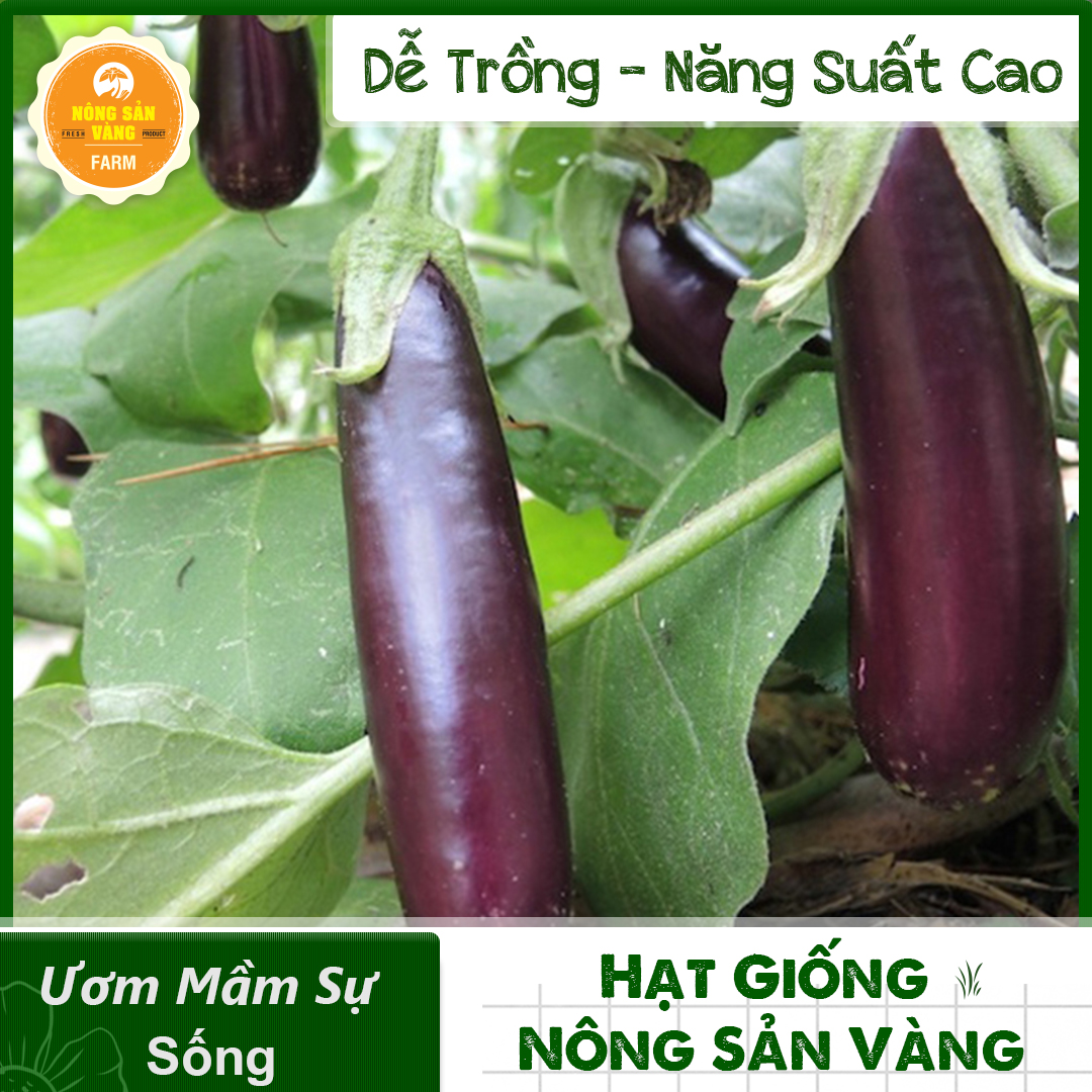 Tổng Hợp Các Hạt giống Ăn Quả, Củ, Nảy Mầm Cao, Sinh Trưởng, Phát Triển Khỏe - Nông Sản Vàng