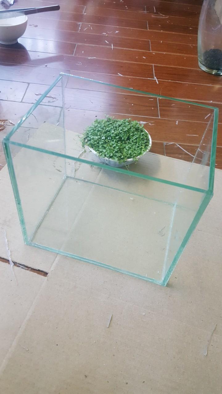 BỂ KÍNH ĐỂ NUÔI CÁ CẢNH