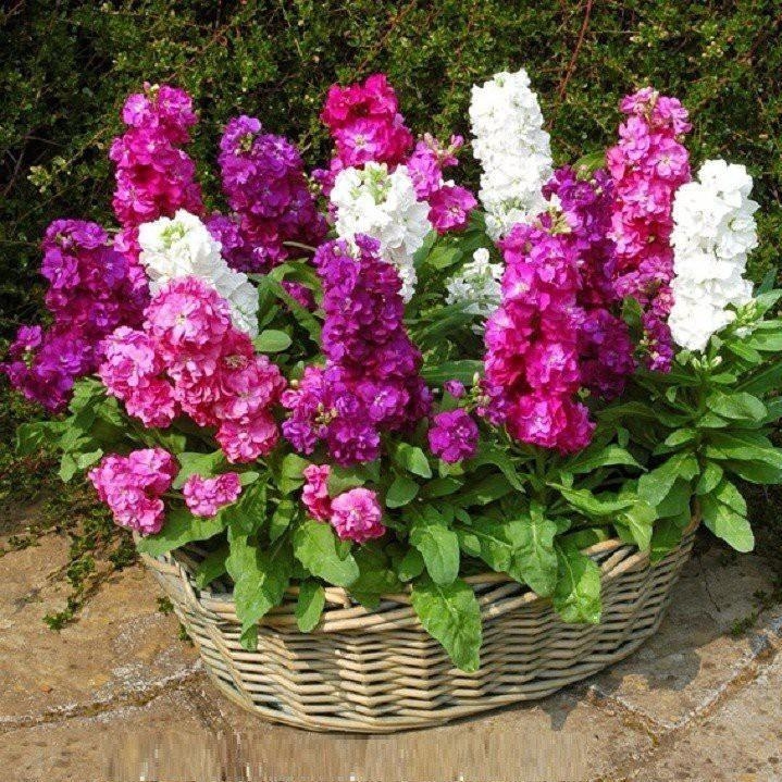 Hạt giống hoa Hoàng Anh mix  màu - ( 50 hạt/gói )