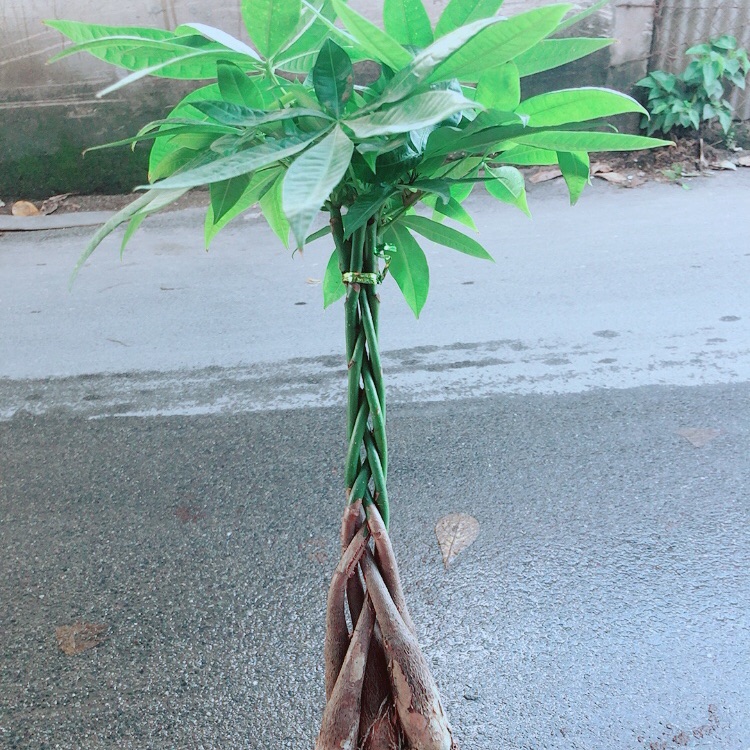 Kim ngân thắt bính 5 thân
