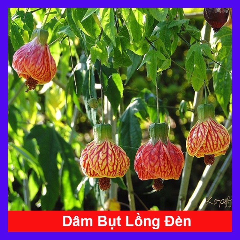 Cây Hoa Dâm Bụt Lồng Đèn - cây cảnh đẹp + tặng phân bón cho cây mau lớn