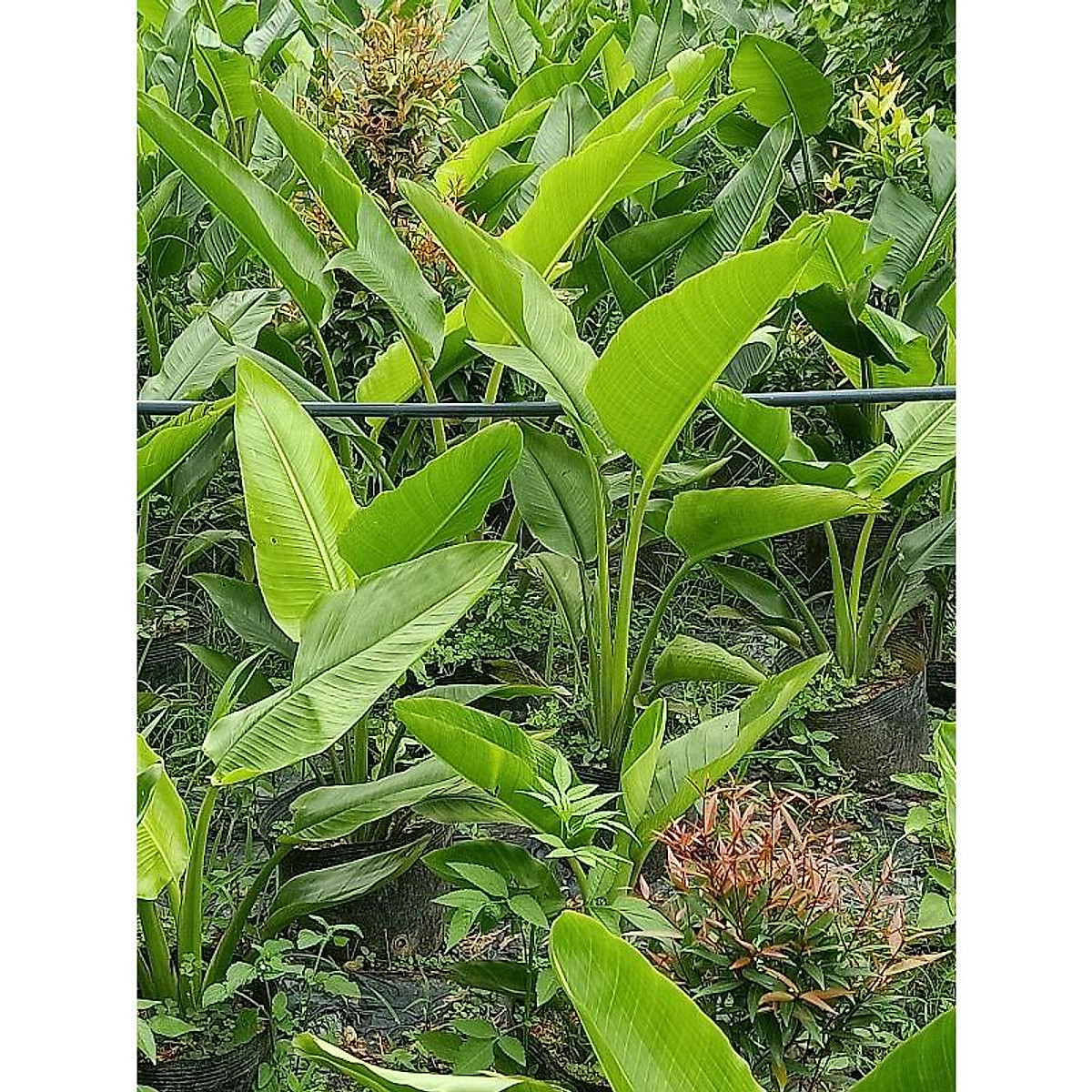 CÂY CHUỐI DẺ QUẠT cao trên 80cm