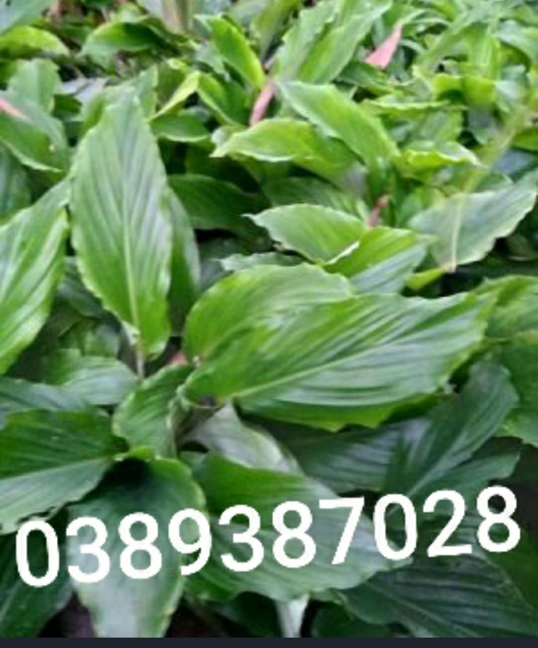 cây ngải đen giống