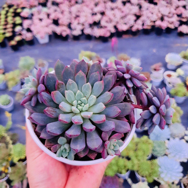 SEN ĐÁ KIM CƯƠNG TÍM SIZE TRUNG BÌNH LỖI 1 ĐỔI 1
