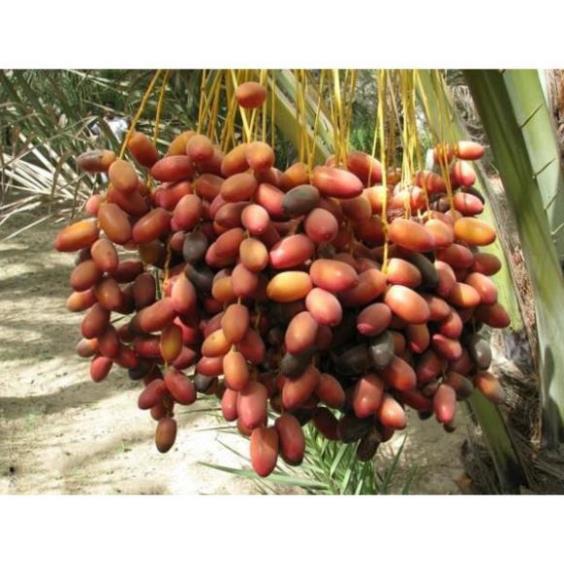 Cây giống chà là trung đông siêu quả siêu năng suất cao cam kêt giống chuẩn f1