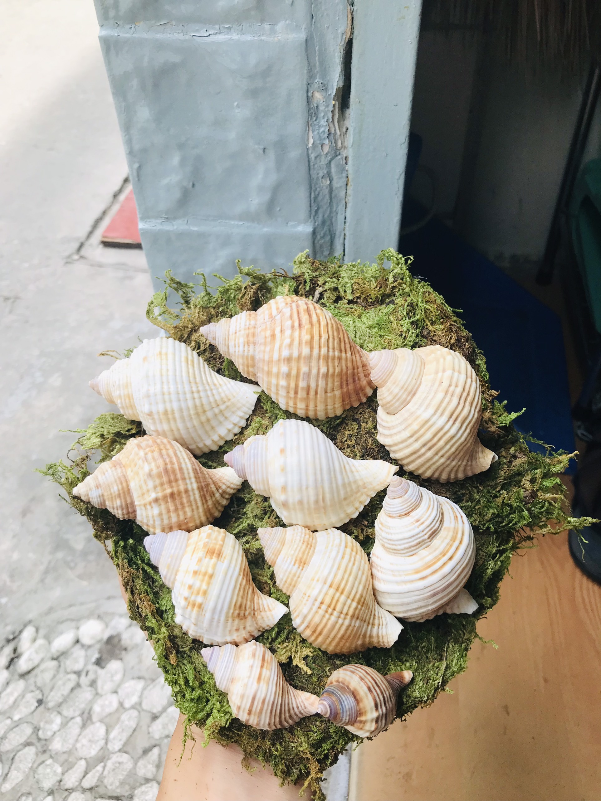 Vỏ Nhung Dành cho ốc mượn hồn  (trang trí bể cá)