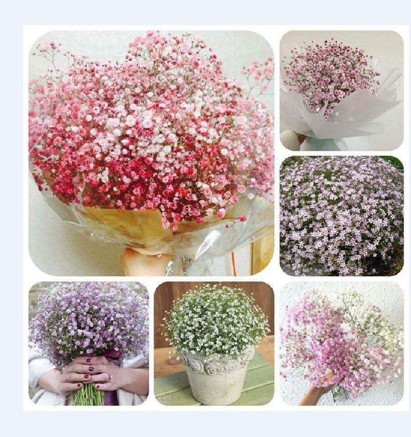 Hạt giống hoa baby nhiều màu – 1 gói 100hạt
