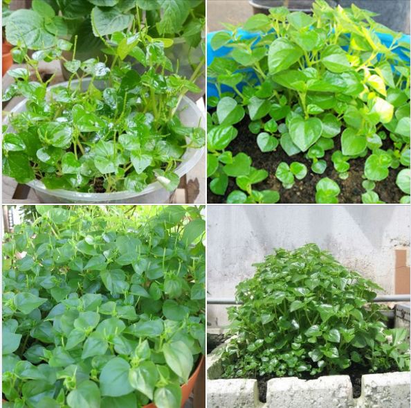 Hạt giống rau càng cua - 1 gói 0.5gr