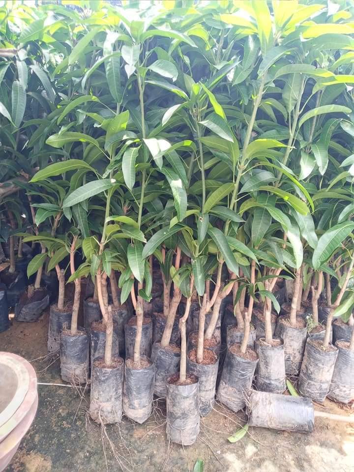 Cây giống xoài khổng lồ