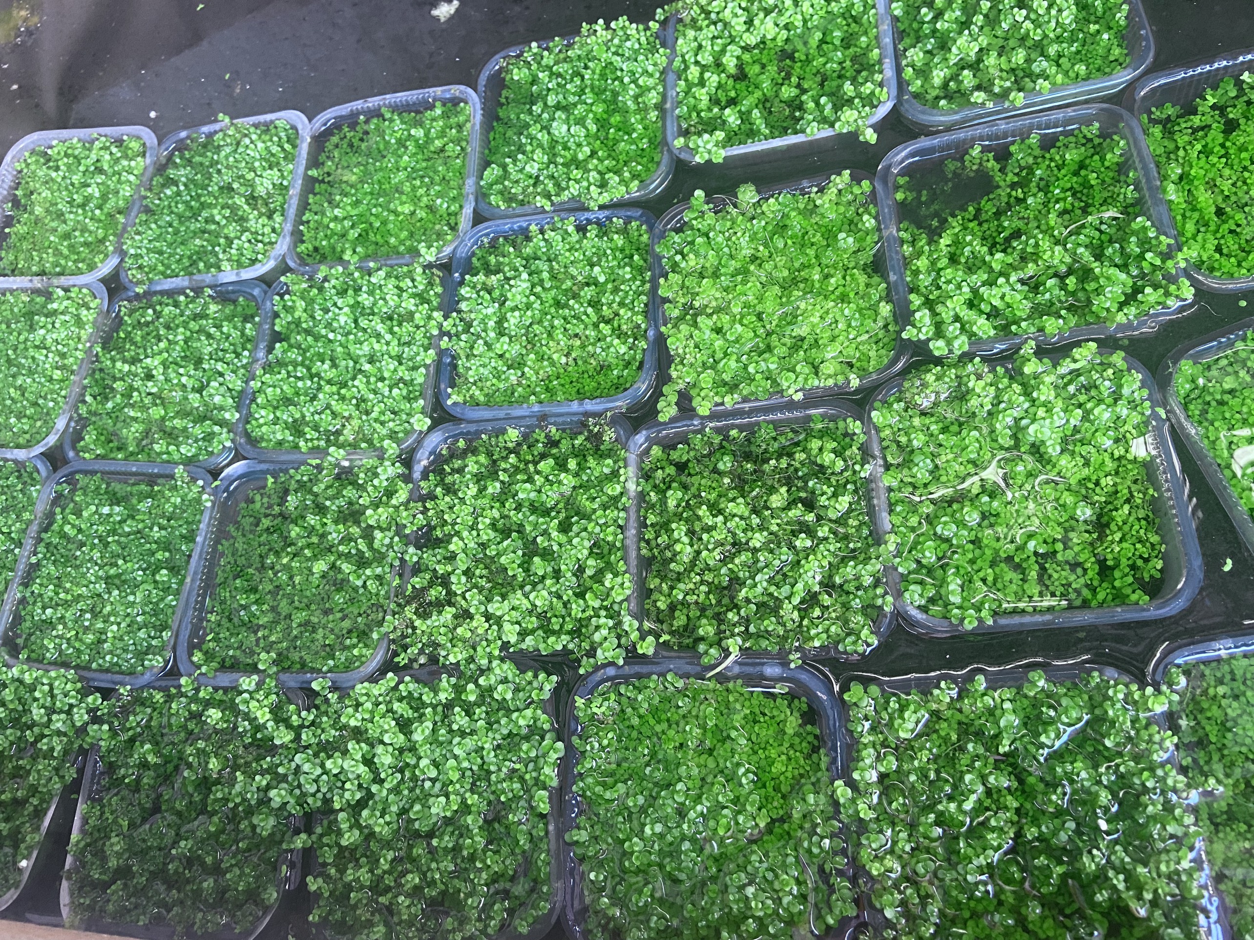 Trân châu ngọc trai lá nước/Dể trồng/không CO2