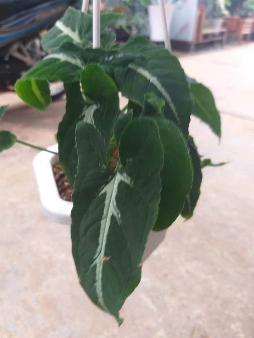 Trầu Bà Nhung  chậu treo