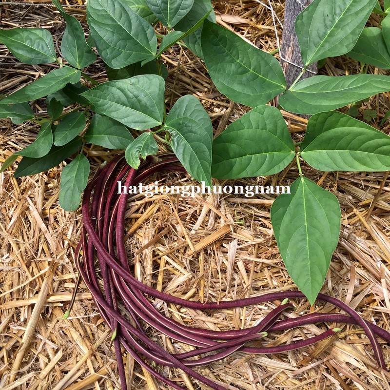 Hạt Giống Đậu Đũa Tím- gói 5gr