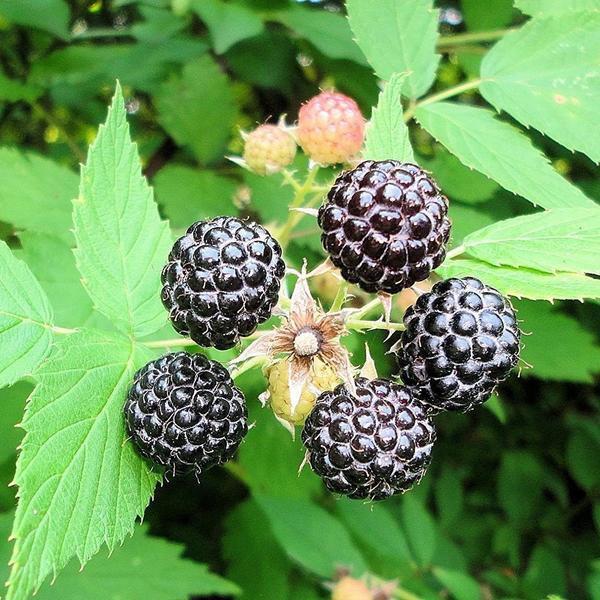 Raspberry mixed color seeds - Sale Off