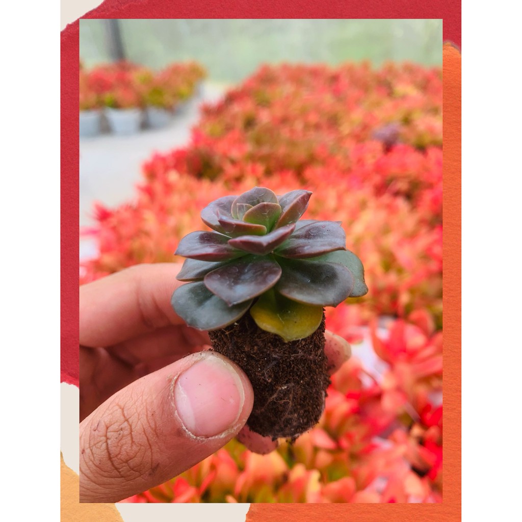 SEN ĐÁ NHẬT NGUYỆT  SIZE MINI   ĐÀ LẠT  HƯ 1 ĐỔI 1  SIÊU CUTE